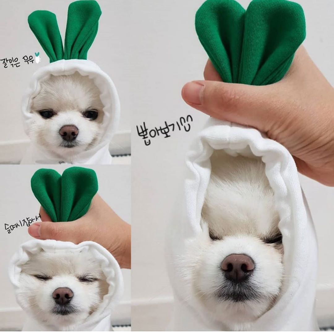 Cute Fruit Dog Hoodie - Image 13