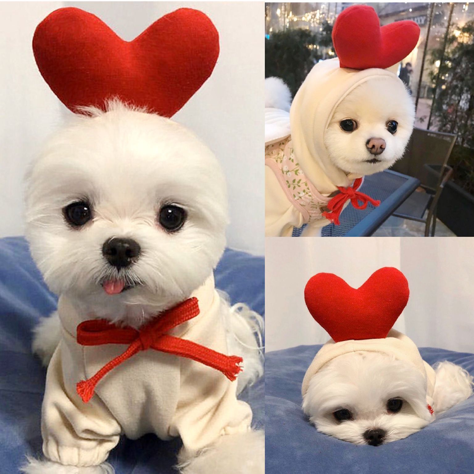 Cute Fruit Dog Hoodie - Image 12
