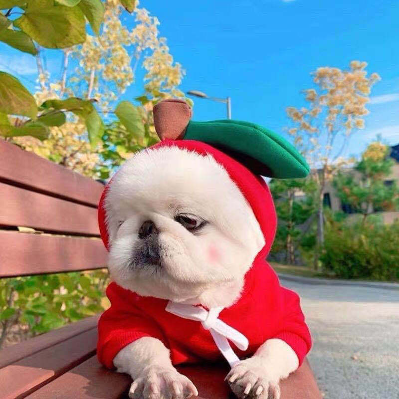 Cute Fruit Dog Hoodie - Image 8