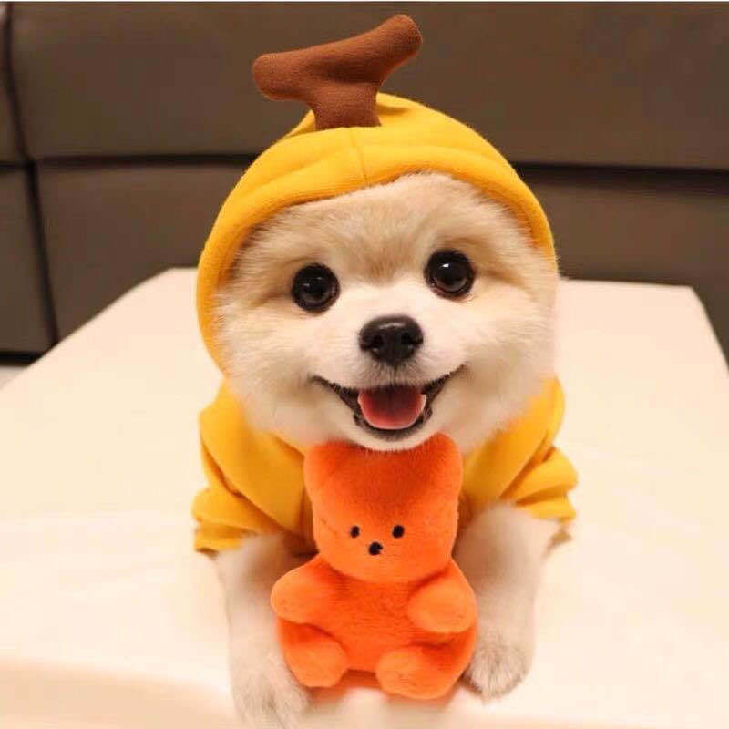 Cute Fruit Dog Hoodie - Image 11
