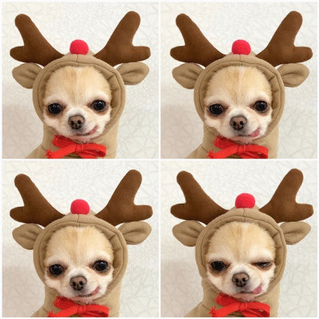 Cute Fruit Dog Hoodie - Image 14